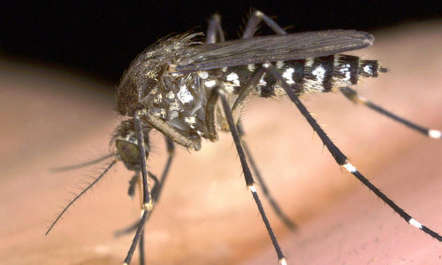 Ordinanza zanzara tigre - Provvedimenti di prevenzione e controllo dell'infestazione